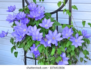 Clematis HF Young On A Trellis