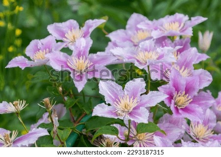 Clematis Hybrid Hagley. Flowers of perennial clematis vines in the garden. Beautiful clematis flowers near the house. Clematis climb into the garden near the house