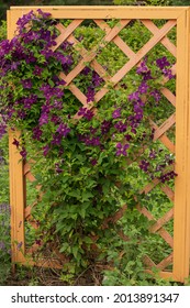 Clematis Hybride. Clematis Growing Through A Wooden Pergola