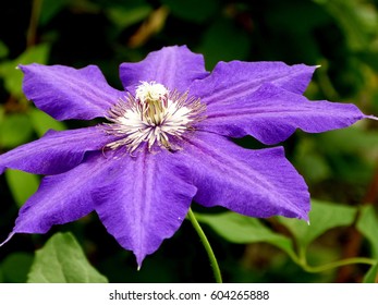 Clematis Isolated