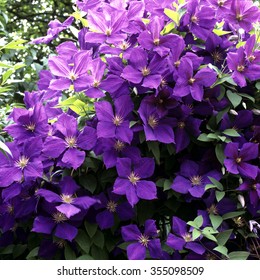 Clematis; Jackmanii