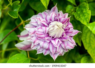 Clematis 'Josephine' a summer flowering shrub plant with a pink summertime double flower which open from June until September, stock photo image