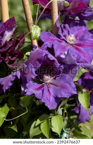 Clematis Julka purple flowers in spring, sunlight