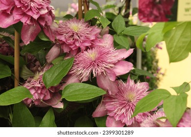 Clematis 'Kaiser' (Blushing Bridesmade) flowering in summer
