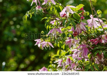 Clematis macropetala in spring garden. Prince Clematis ( lat. Atragene ) flowers in the garden