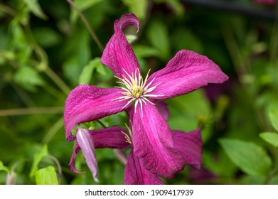 Clematis ' Madame Julia Correvon' a summer flowering shrub plant with a red summertime flower which opens from July to September, stock photo image