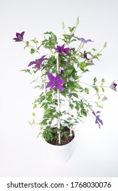 Clematis Masa - Outdoor Plant