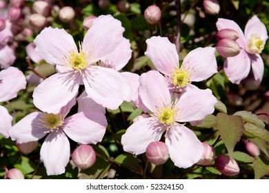 Clematis Montana