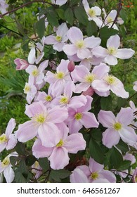 Clematis Montana