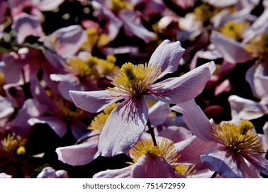 Clematis Montana