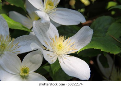 Clematis Montana Alba