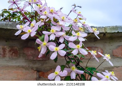 Clematis Montana 