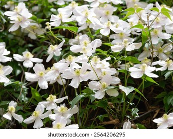 Clematis montana | Clematis