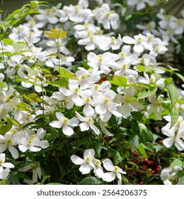 Clematis montana  