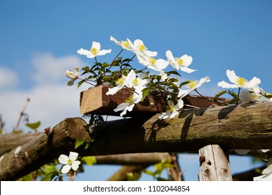 A Clematis Montana On The Top Of A Wooden Pergola,against A Blue Sky,