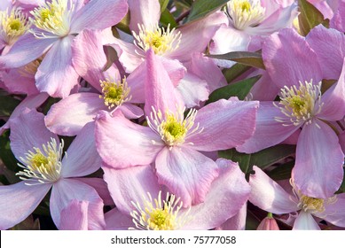 Clematis Montana, Pink