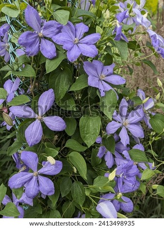 Clematis Mrs Cholmondeley.  The flowers are large, light lavender-blue with a lilac tint, sometimes semi-double, the stamens are light brown.