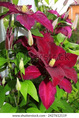 Clematis Niobe in garden, climber plant support, purple mauve flowers in summer