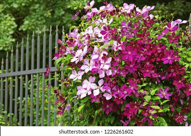 The Clematis On The Iron Fence