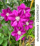 Clematis ‘Ernest Markham’ in oriental garden close-up. An award winning and very reliable clematis cultivar valued for its large, open, magenta-pink flowers