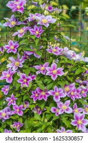 Clematis Piilu Grows On A Trellis