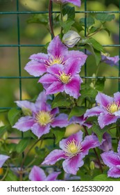 Clematis Piilu Grows On A Trellis