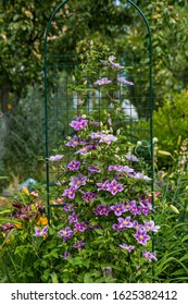 Clematis Piilu Grows On A Trellis