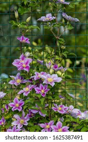 Clematis Piilu Grows On A Trellis