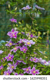 Clematis Piilu Grows On A Trellis