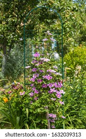 Clematis Piilu Grows On A Trellis