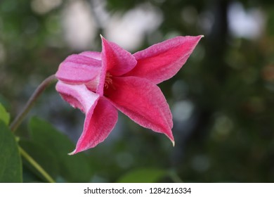 Clematis In Pink Princess Diana