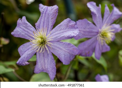 Clematis (Prince Charles)