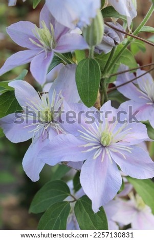 Clematis Prince Charles, climbing plant with light blue flowers
