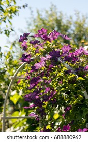 Clematis Purple Fluttering Along The Arch