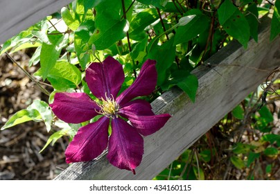 Clematis Rebecca Climbing Vine With Purple Flowers Against Wooden Fence 