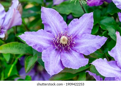 Clematis 'Richard Pennell' a spring summer flowering shrub plant with a blue purple summertime flower which open in May and June, stock photo image