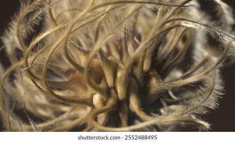 Clematis seed head. Fluffy ornamental of perennial climber plant. Macro shot.  - Powered by Shutterstock