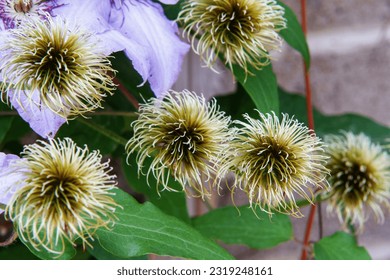 Clematis seed head. Texture. Climbing vine. Garden. Natural beauty. Purple flowers. Petals. Green leaves. Close up.  - Powered by Shutterstock