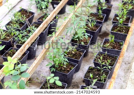 clematis seedlings in a greenhouse . ready for sale