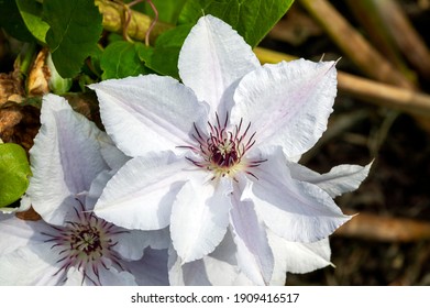 Clematis 'Snow Queen' an early summer flowering shrub plant with a white summertime flower which opens in May June and September, stock photo image