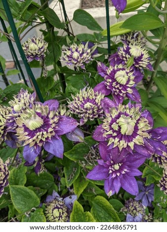 Clematis Taiga has double buds, violet-blue with green-yellow tips of the petals.