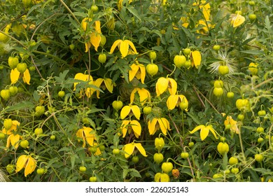 Clematis Tangutica, In Flower