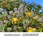 Clematis ‘Bill MacKenzie’ (Tangutica Group) flowers and seedheads