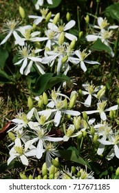 Clematis Terniflora