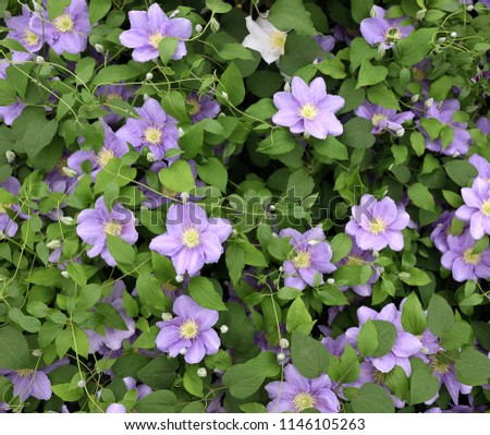 Clematis varieties Cezanne