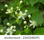 Clematis virginiana (Virgin