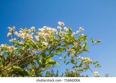 Clematis Vitalba