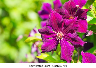 Clematis viticella Royal Velours or Italian leather flower. Purple clematis flower in garden background