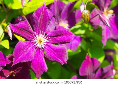 Clematis viticella Royal Velours or Italian leather flower. Purple clematis flowers