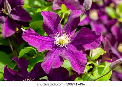 Clematis 'Warszawska Nike' an early summer flowering shrub plant with a purple summertime flower which opens from July to September, stock photo image